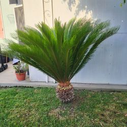 Palm Tree