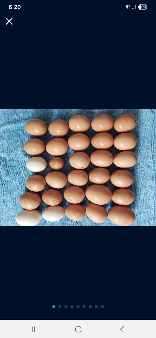 Fresh, Organic Eggs