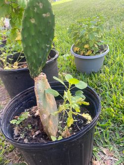 Cactus