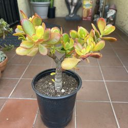 Sunset Jade Succulent Plant