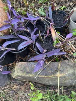 That’s Purple Heart (Tradescantia pallida) 💜🌿