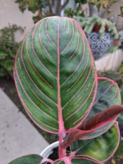 Aglonema KANZA Plant $20