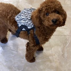 Dog Backpack Harness 