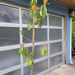 7ft FLOWERING BACON AVOCADO TREE 