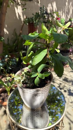 Crown of thorns