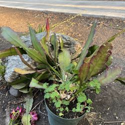Dragon fruit flower