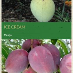 Local mangoes Very sweet different varieties