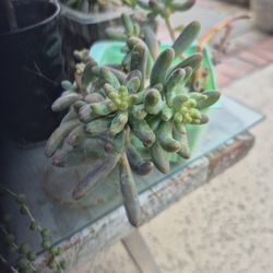 Jellybean Succulent $3