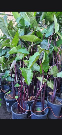Purple elephant ears black magic plants