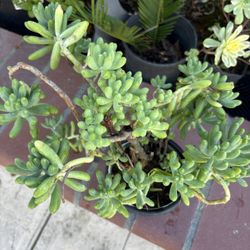 Healthy succulent in a black pot.