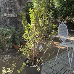 Jade/succulent plant