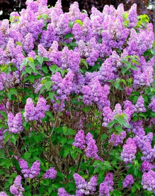 Purple Lilac Live Plant