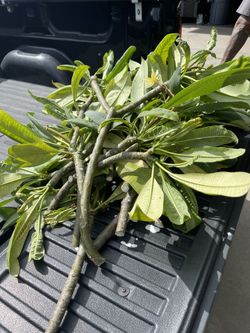Pluermia Cuttings