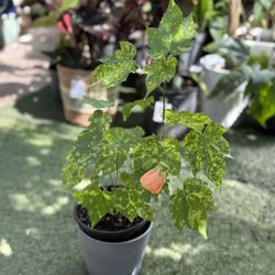Plants (1gallon pot🌿Chinese lantern $35)
