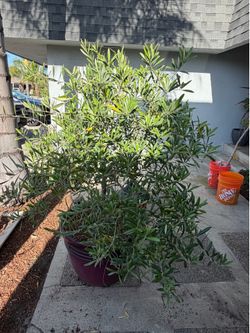 Potted Olive Tree