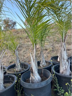 Queen palms 15 gal