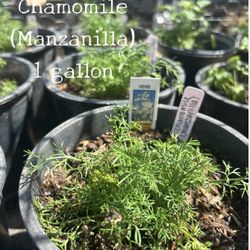 Chamomile (manzanilla) (1 gallon) $5
