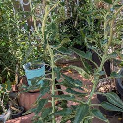 Kalanchoa Mother Of Thousands