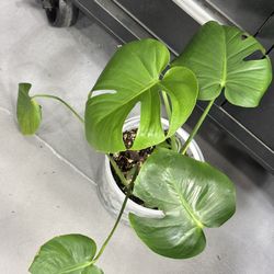 Monstera Deliciosa 