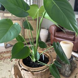 Monstera Plant In New Pot