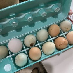 Fertilized Chicken Eggs 
