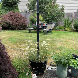 Daisy Flowers 