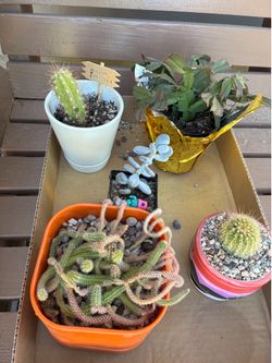 Cacti