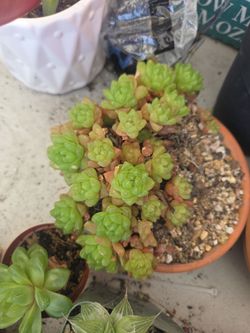 Haworthia cluster