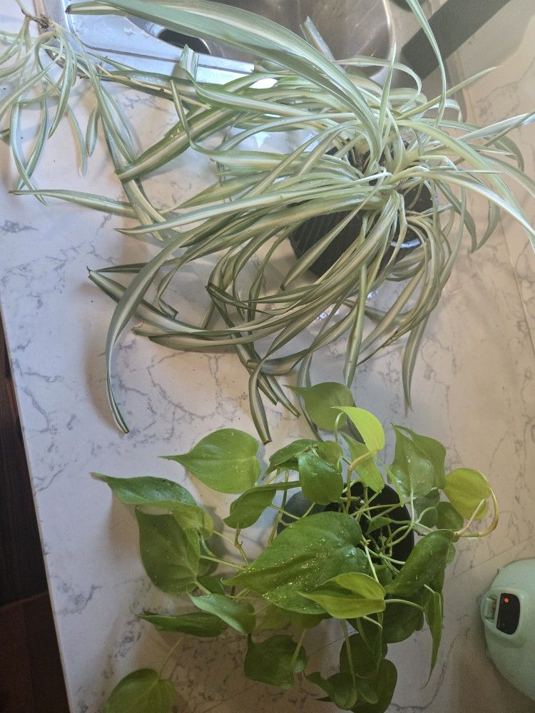 Plants 