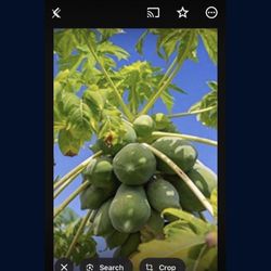 Papaya Seeding Plant In 1 Gallon Pot