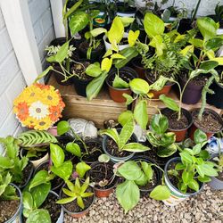 Small plants 5 each 