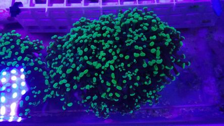 Frogspawn Coral Colony