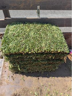 San Agustin grass