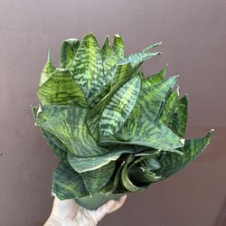 6” sansiveria hanhii tiger 