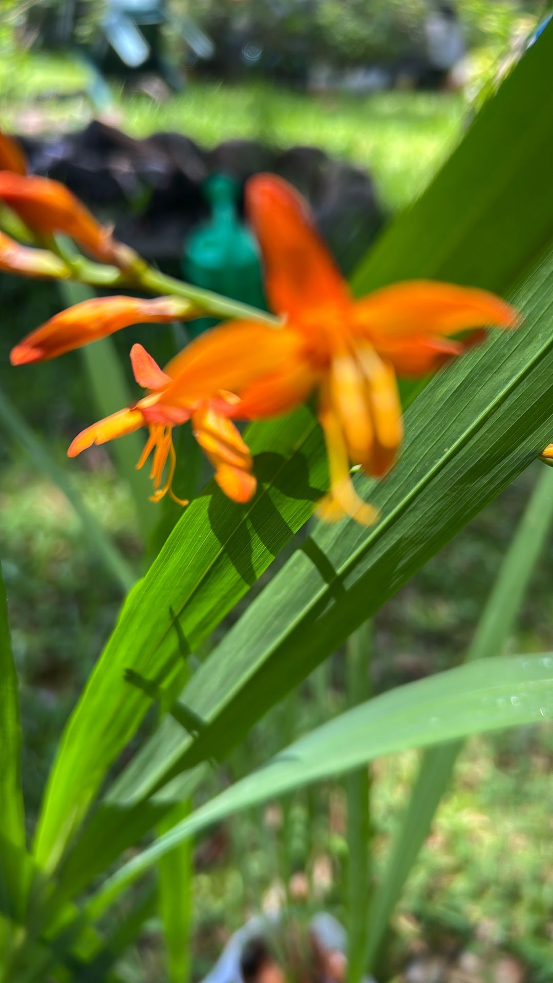 Plants