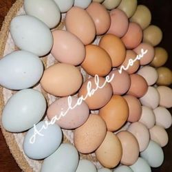 Organic Eggs $7dz.