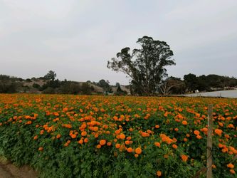 Marigold/cempazuchitl flower