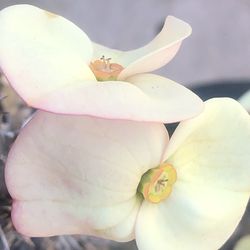 Corona de cristo Angel blanco