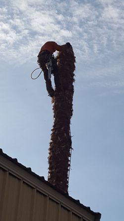 Clean removed palm trees