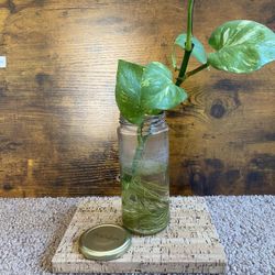 Marble Queen Pothos in Glass