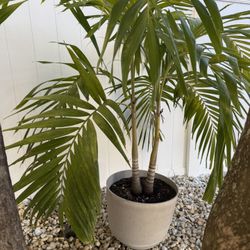 Double Christmas Palm with plastic pot
