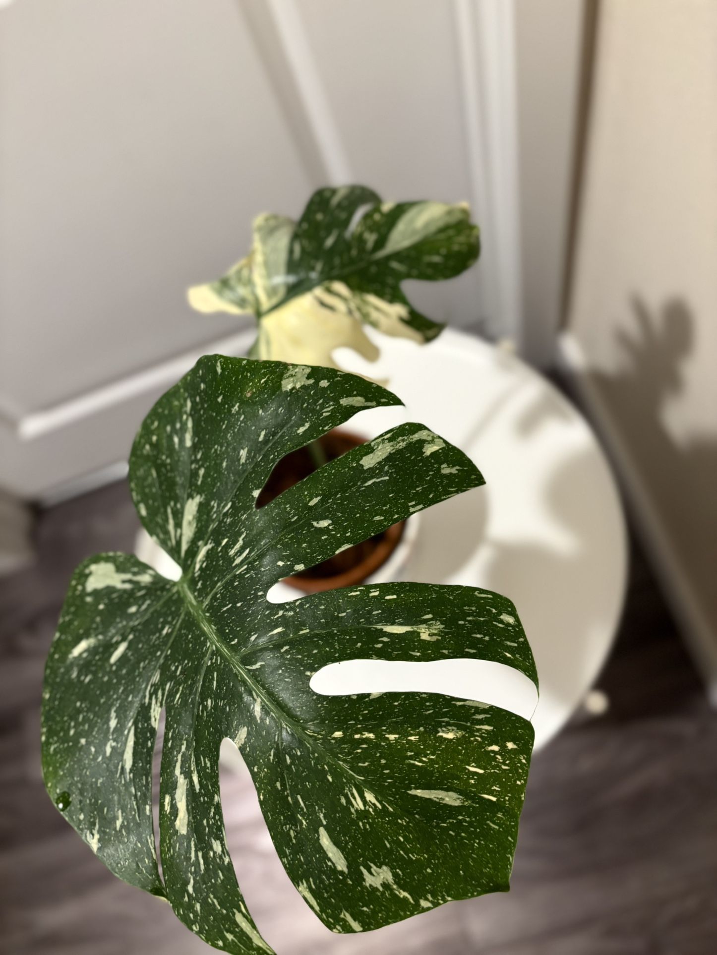 Variegated Monstera Thai Constellation In Ceramic Pot Perfect Variegation