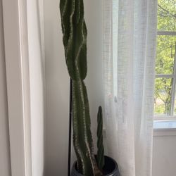 6 Ft Tall Spiral Cactus With Sprout 