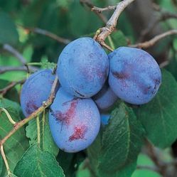 Plum, Apple, Cherry, Loquat, Avocado, Nectarine, Apricot, Peach  Trees