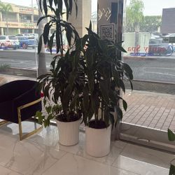 Plants For Sale $200 Each Or $350 For Both