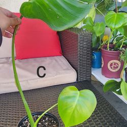 Rutted Monstera Deliciosa Cuttings