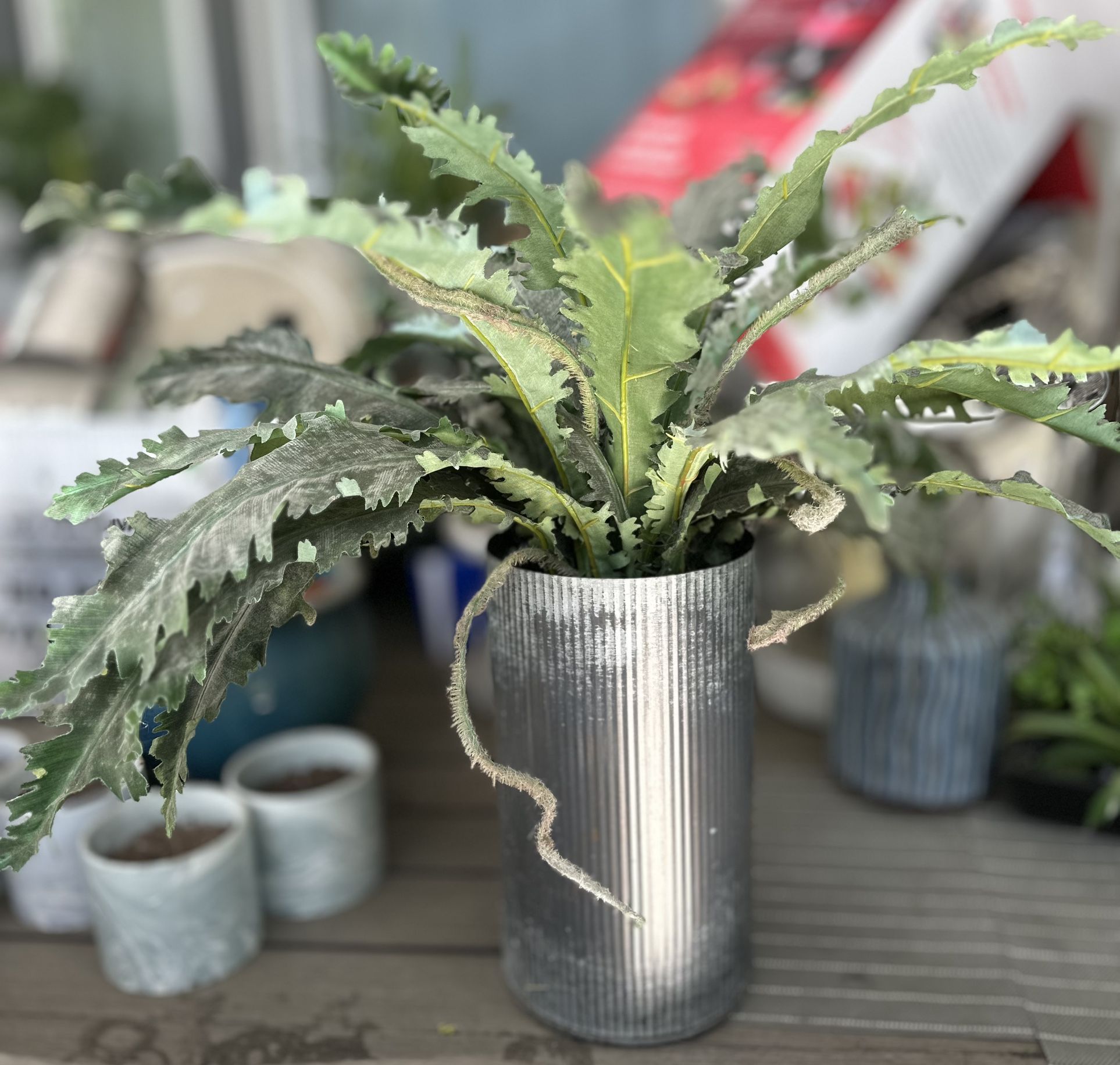 Plant Decor
