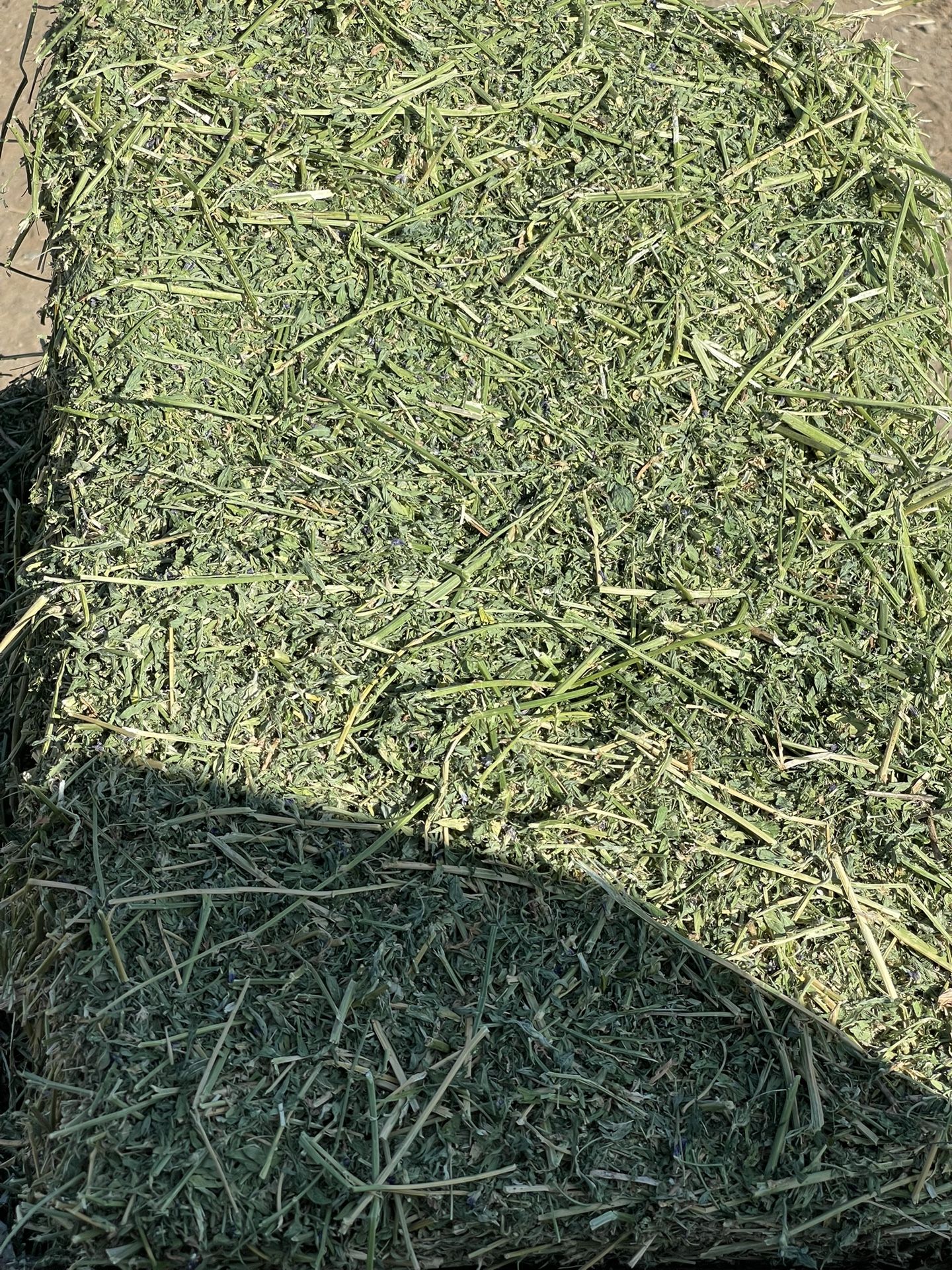 Alfalfa 3 String Bales Horse Quality. Barn Stored