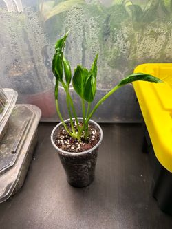 Shangri La Pothos plants