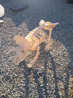 Skeleton rhino